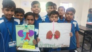 Exploring Our Body Systems Excretory and Respiratory Models (2)