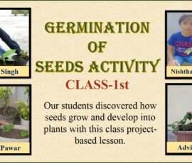 germinationa of seeds activity